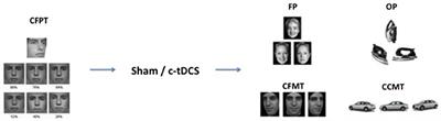 Preliminary Evidence of “Other-Race Effect”-Like Behavior Induced by Cathodal-tDCS over the Right Occipital Cortex, in the Absence of Overall Effects on Face/Object Processing